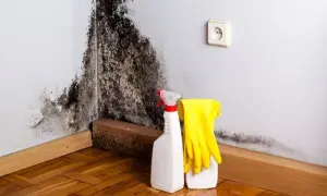 Grzyb na ścianie? Usuń go raz na zawsze! Poradnik eksperta.