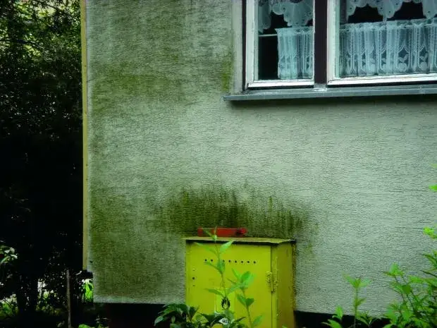 rodzaje zabrudzeń elewacji glony mchy zacieki wykwity solne